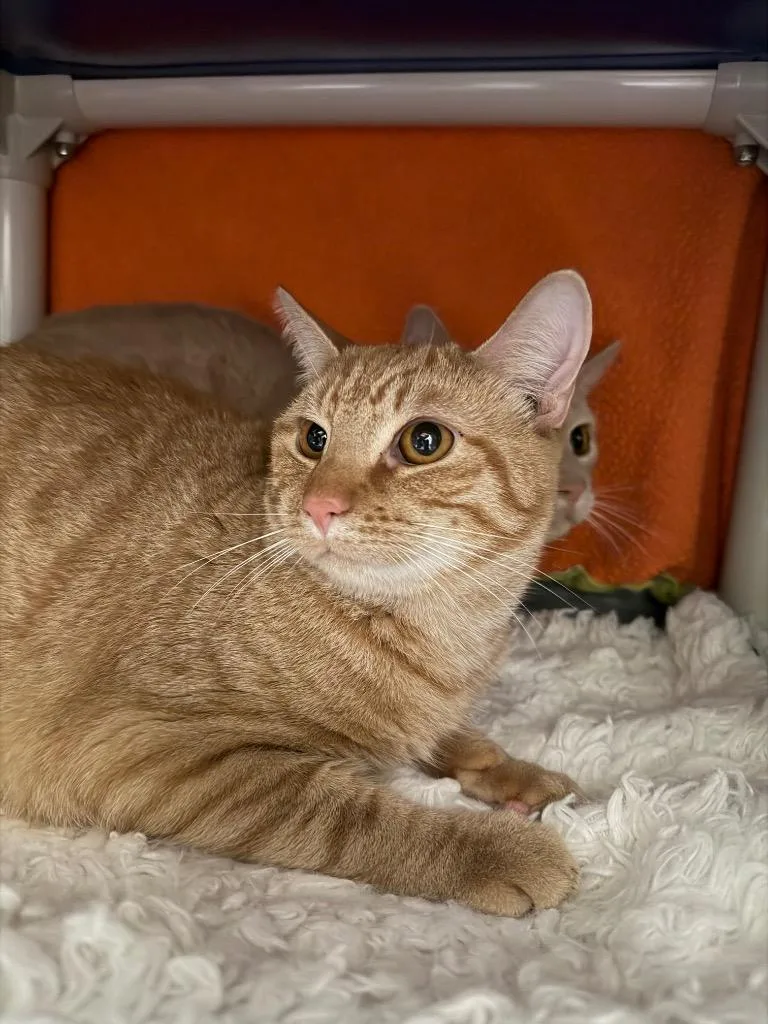 A young large-sized male Domestic Short Hair cat named Ridley for adoption in Olean, NY
