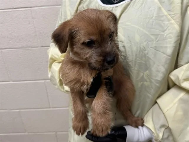 A baby small-sized female Wheaten Terrier dog named Thumbtack for adoption in Colorado Springs, CO