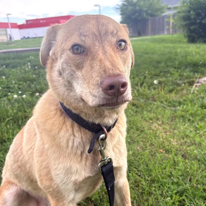 A young small-sized female White / Cream Mixed Breed dog named Lydia for adoption in Shawnee, KS