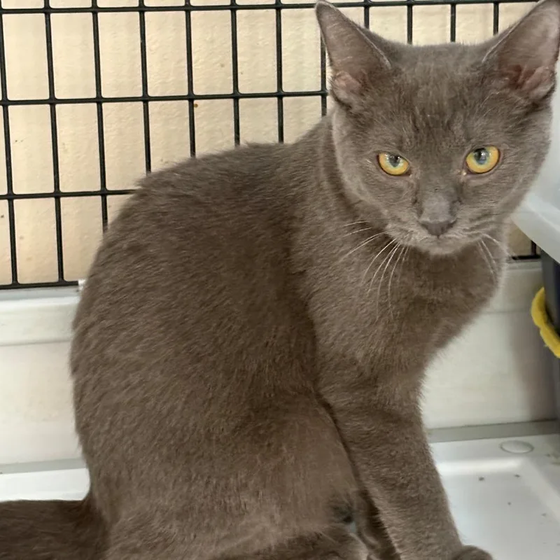 A baby small-sized male Russian Blue cat named Chandler for adoption in Monticello, IL