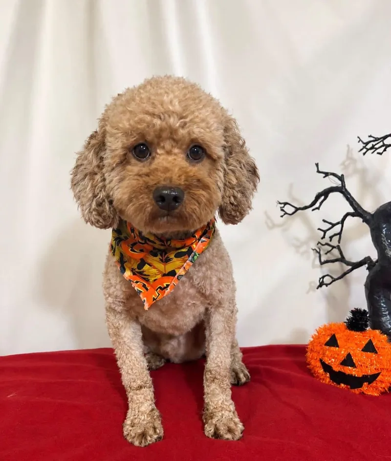 An adult small-sized male Goldendoodle dog named Silas for adoption in New Stanton, PA