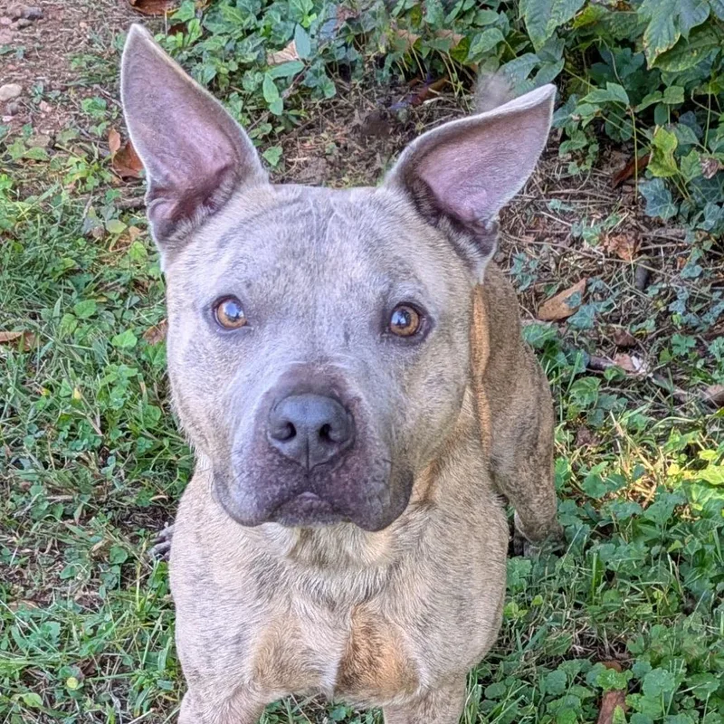 An adult medium-sized male Brindle Pit Bull Terrier dog named Bert for adoption in Charlottesville, VA