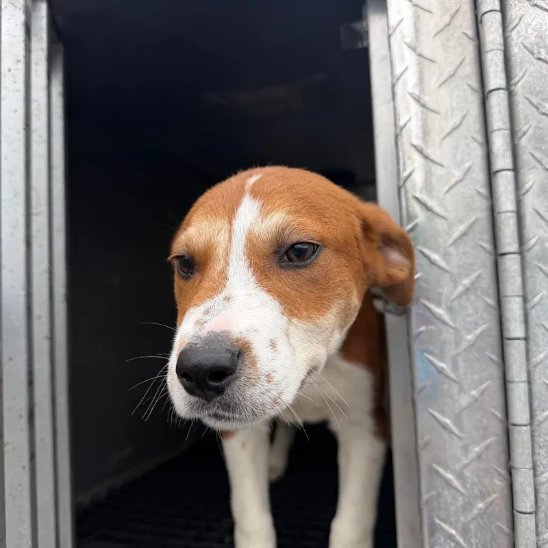 A baby small-sized male Brown / Chocolate Terrier dog named Brakken for adoption in Birmingham, AL