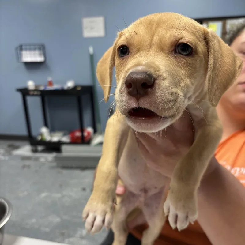 A baby small-sized male Yellow / Tan / Blond / Fawn Mixed Breed dog named Sequoia for adoption in St Joseph, MO