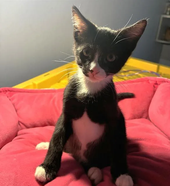 A baby small-sized female Domestic Short Hair cat named Emma for adoption in Sacramento, CA