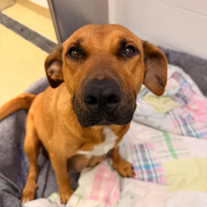 An adult medium-sized female Brown / Chocolate Black Mouth Cur dog named Moon for adoption in West Palm Beach, FL