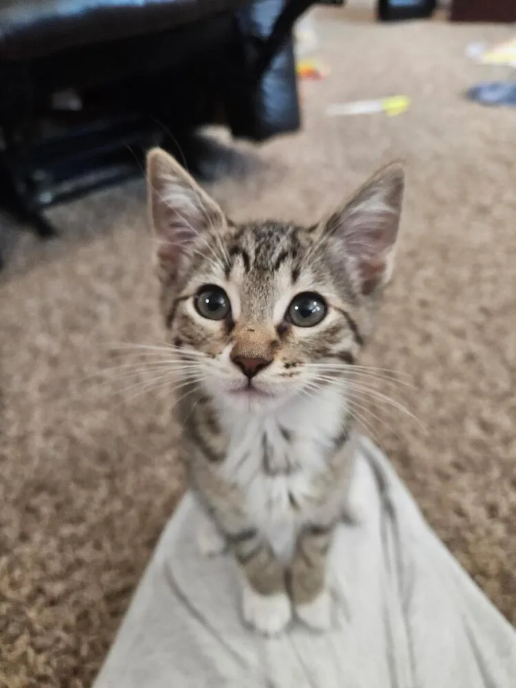A baby medium-sized female Domestic Short Hair cat named Twin for adoption in Oceanside, CA