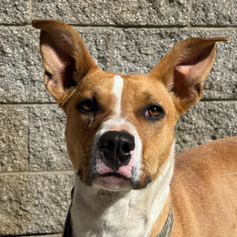 Daffodil thumbnail 2