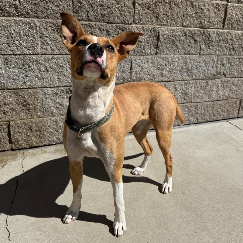 Daffodil thumbnail 3