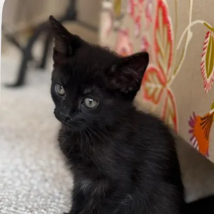 A baby small-sized female Black Domestic Short Hair cat named Sundae for adoption in Houston, TX