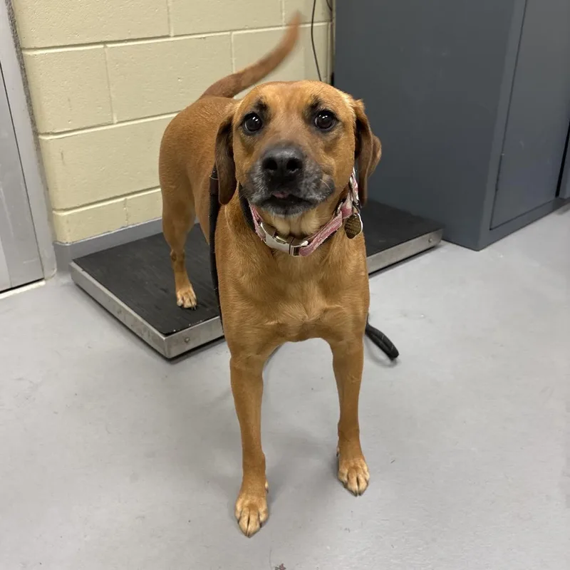 An adult medium-sized female Yellow / Tan / Blond / Fawn Hound dog named StraythAvenue"Nalia" for adoption in Columbus, GA