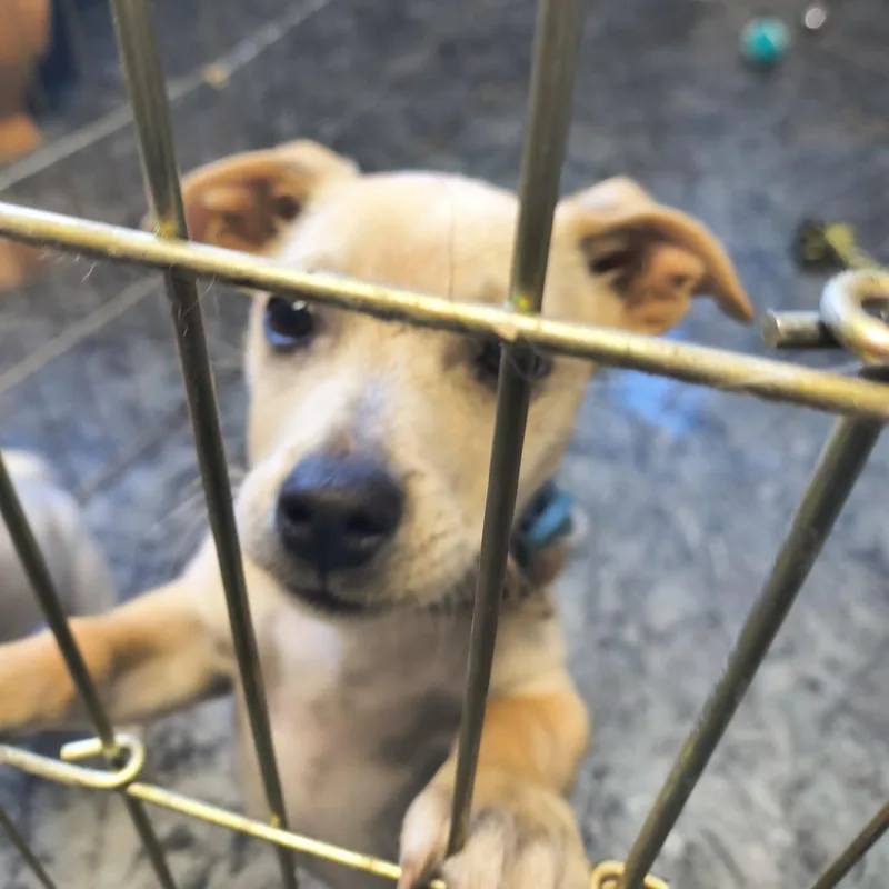A baby small-sized male Jack Russell Terrier dog named Joker for adoption in Othello, WA