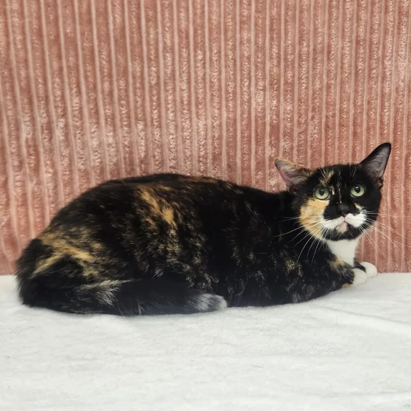 An adult small-sized female Calico Domestic Medium Hair cat named Pretty Girl for adoption in Benld, IL