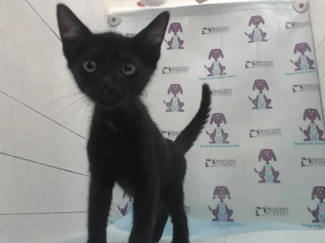 A baby small-sized female Domestic Short Hair cat named Peggy for adoption in Orlando, FL