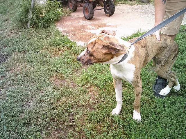 A young medium-sized male Golden Catahoula Leopard Dog dog named Squeaky for adoption in Kellyville, OK