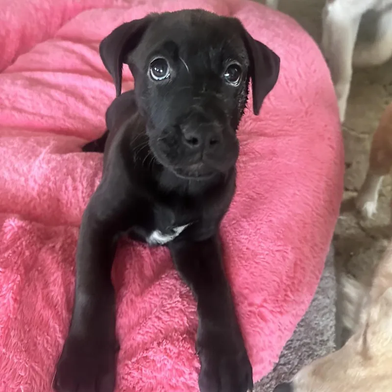 Dr. Robby thumbnail 2