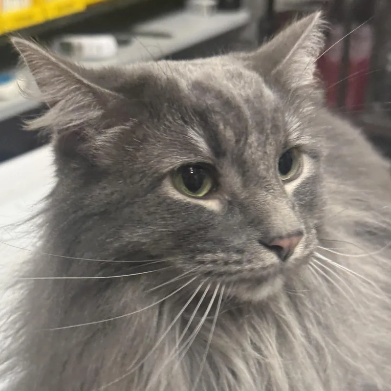 Lolo [and Pandashar]