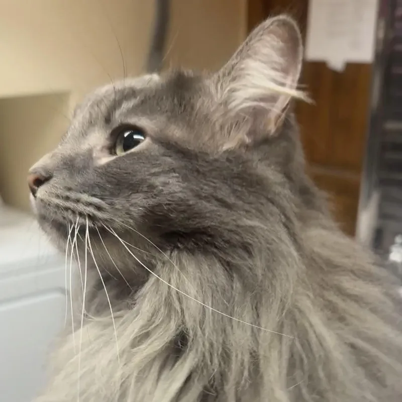 Lolo [and Pandashar] thumbnail 2