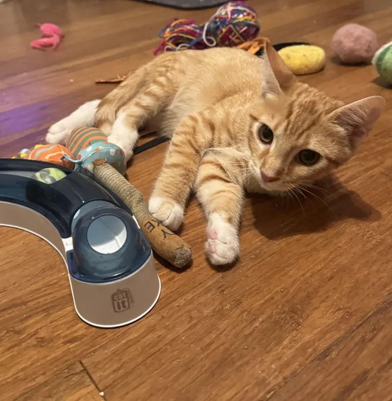 A baby small-sized male Domestic Short Hair cat named Orville for adoption in Henrico, VA