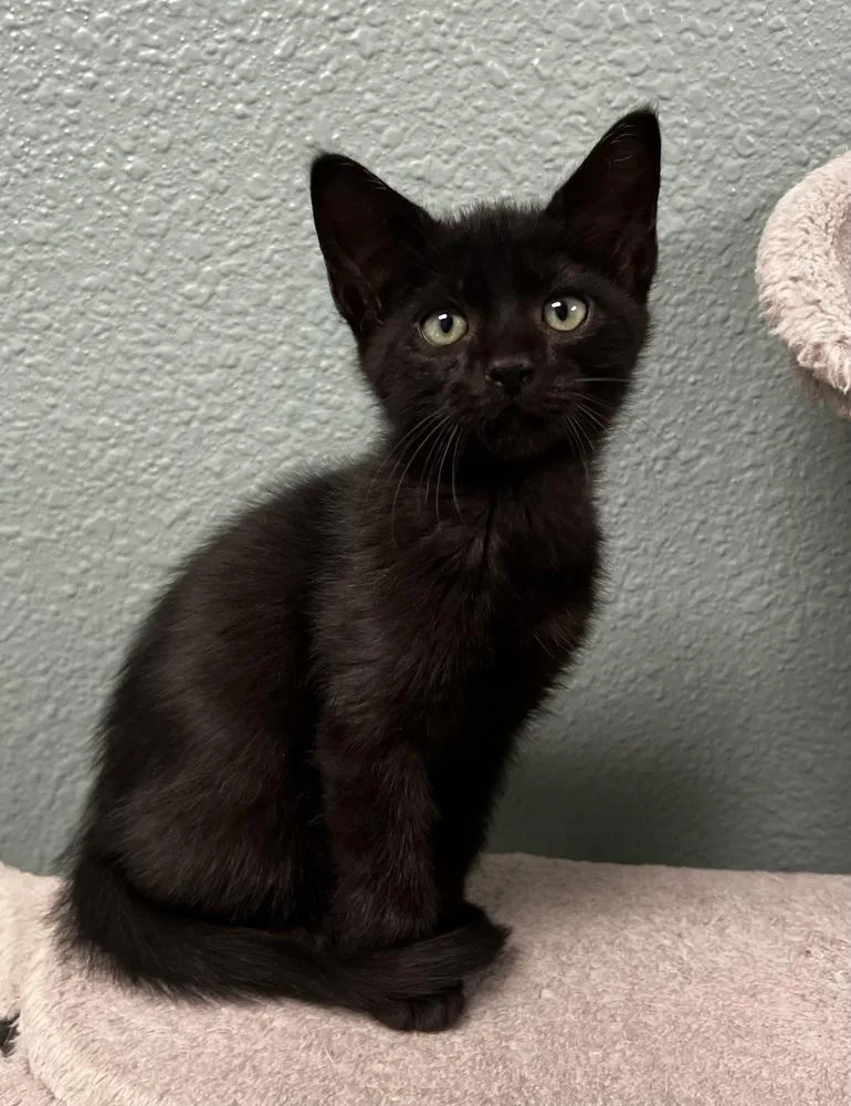 A baby small-sized male Domestic Medium Hair cat named Rooster for adoption in Jamestown, CA