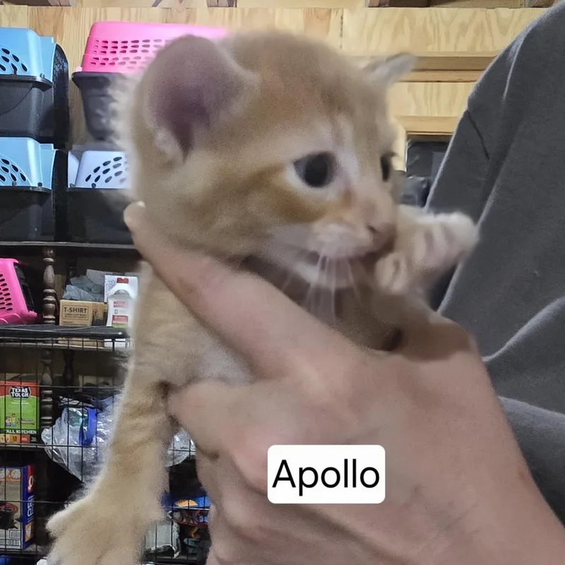 A baby small-sized male Orange / Red Domestic Short Hair cat named Apollo for adoption in Baytown, TX