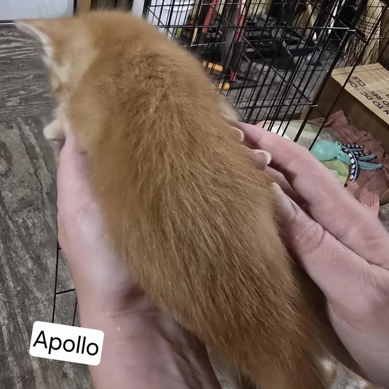 Apollo thumbnail 2