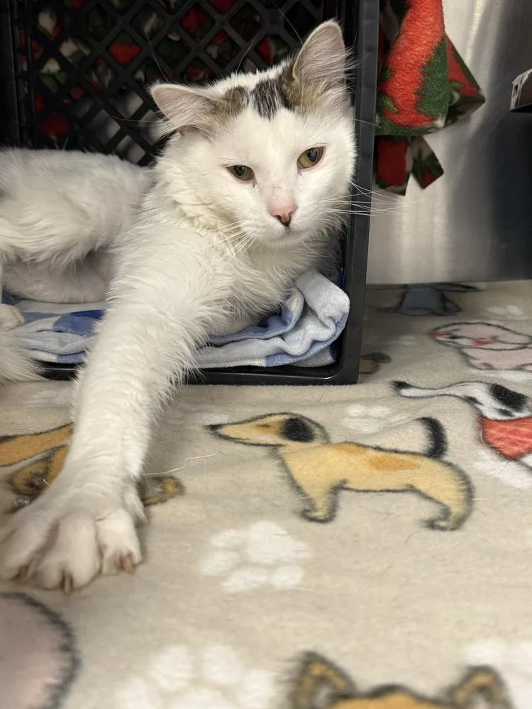 A young medium-sized male Gray & White Domestic Medium Hair cat named Darwin for adoption in Fremont, NE