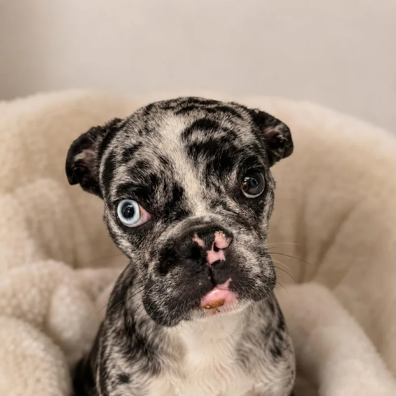 A young small-sized female Black French Bulldog dog named Cookie for adoption in Phoenix, AZ