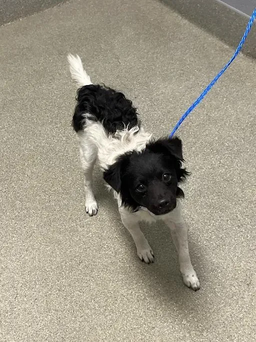 A young small-sized male Chihuahua dog named Jack for adoption in Las Vegas, NV
