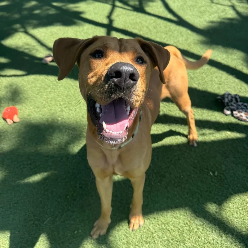 A young large-sized male Yellow / Tan / Blond / Fawn Rhodesian Ridgeback dog named Aj for adoption in Buellton, CA