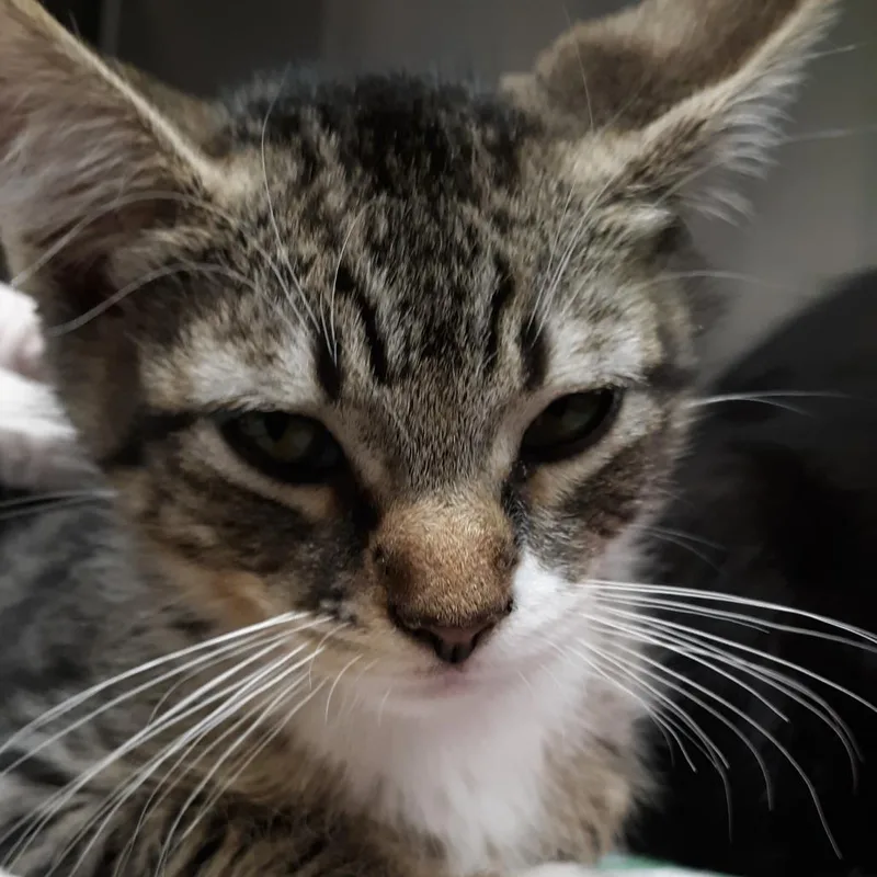 A baby small-sized male Brown / Chocolate Domestic Short Hair cat named Satin for adoption in Spokane, WA