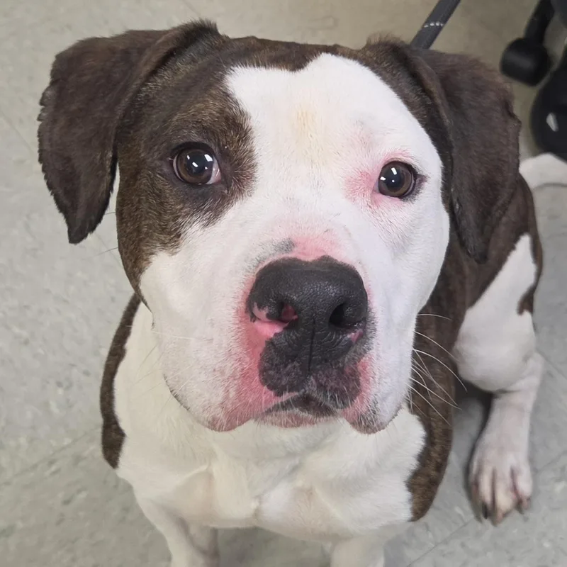 An adult medium-sized male Pit Bull Terrier dog named Jasper for adoption in Medina, OH