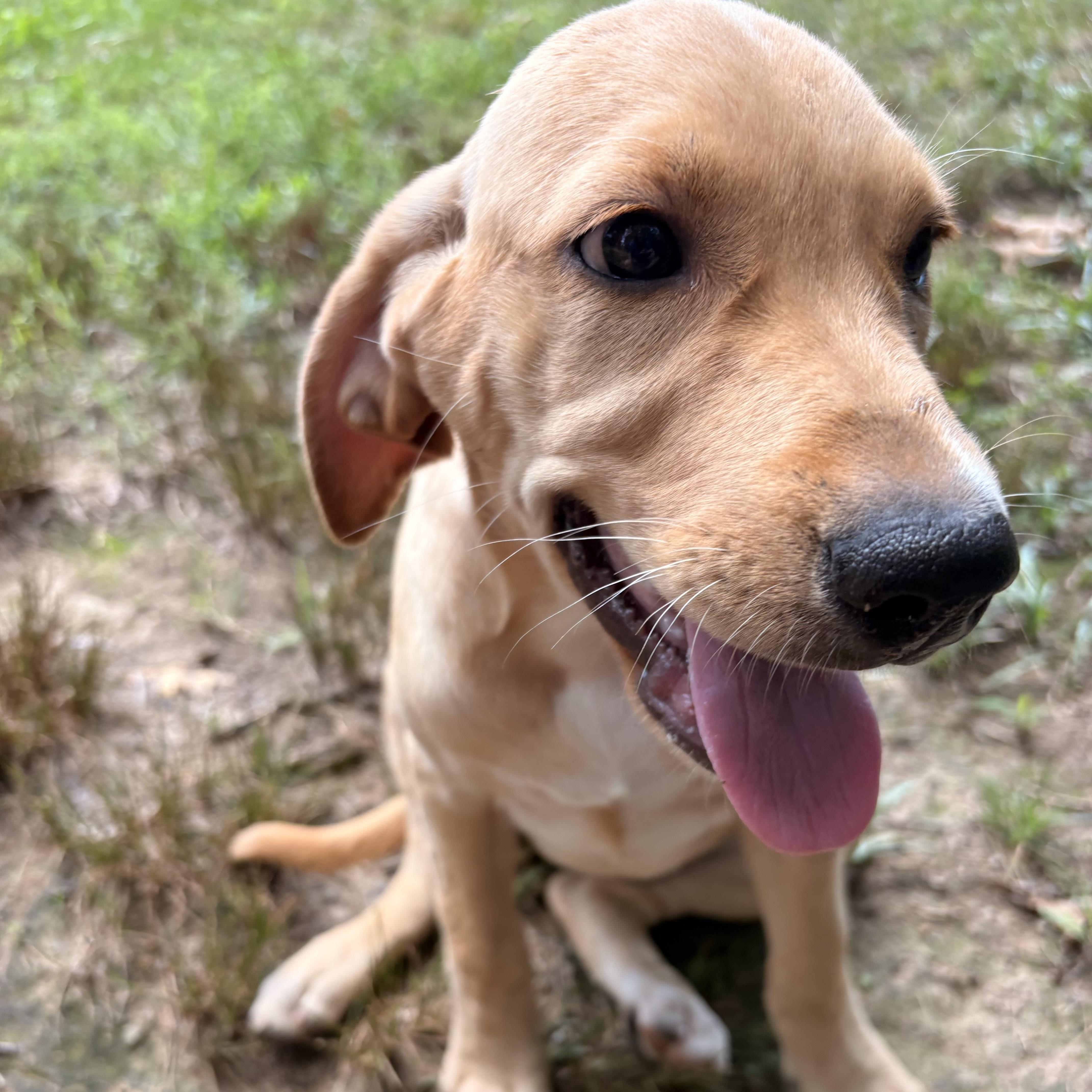 A baby medium-sized female Labrador Retriever dog named Fendy for adoption in Charlotte, NC
