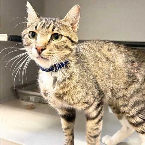 A young small-sized male Domestic Short Hair cat named Mudslide for adoption in Aurora, CO