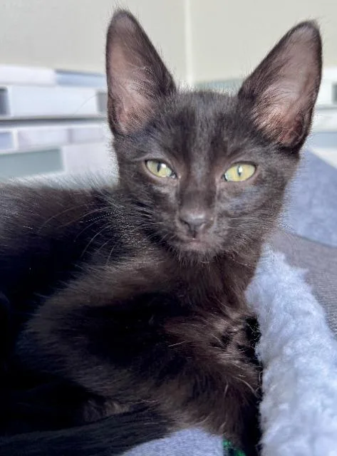 A baby medium-sized female Domestic Short Hair cat named Chelsea for adoption in Shoreline, WA