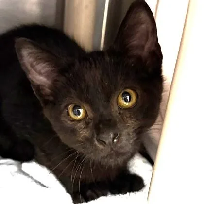 A young small-sized male Black Domestic Short Hair cat named Indy for adoption in North Myrtle Beach, SC