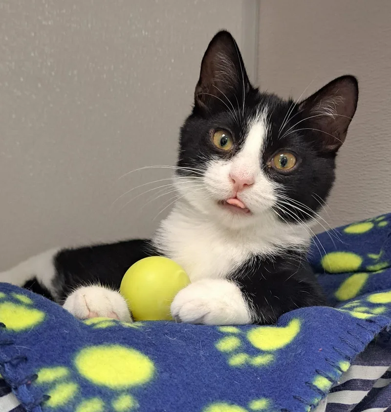 A young medium-sized male Black & White / Tuxedo Domestic Short Hair cat named Sparky for adoption in Manning, SC