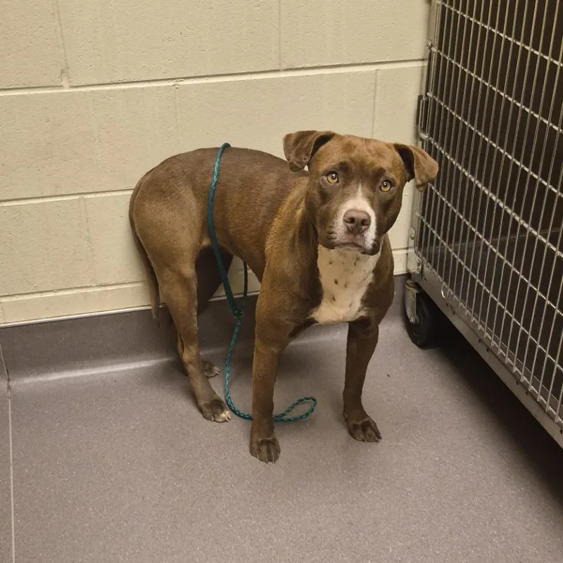 An adult medium-sized female Brown / Chocolate Pit Bull Terrier dog named Lavender for adoption in Norman, OK
