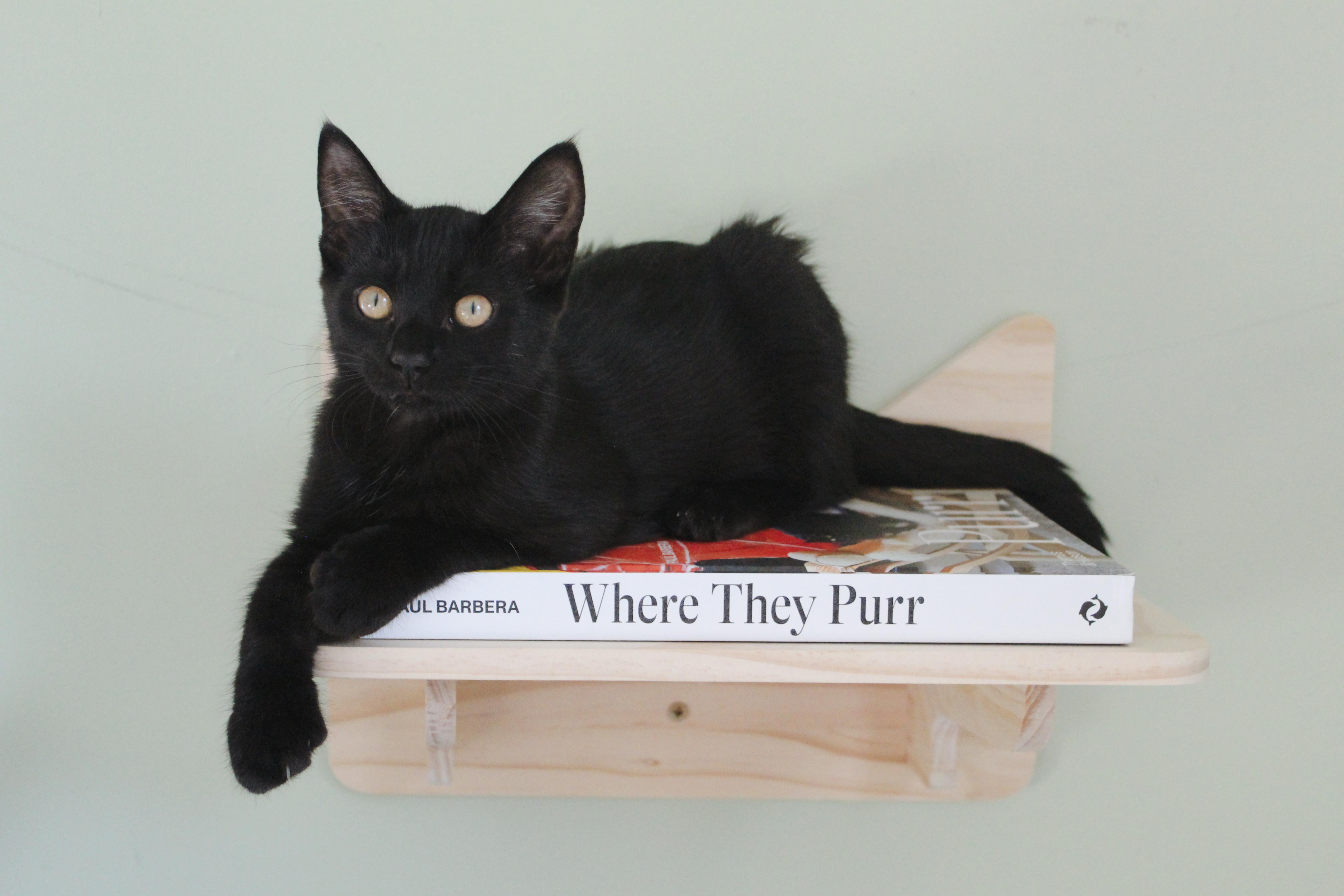 A baby medium-sized female Black Domestic Short Hair cat named Loon for adoption in Hudsonville, MI