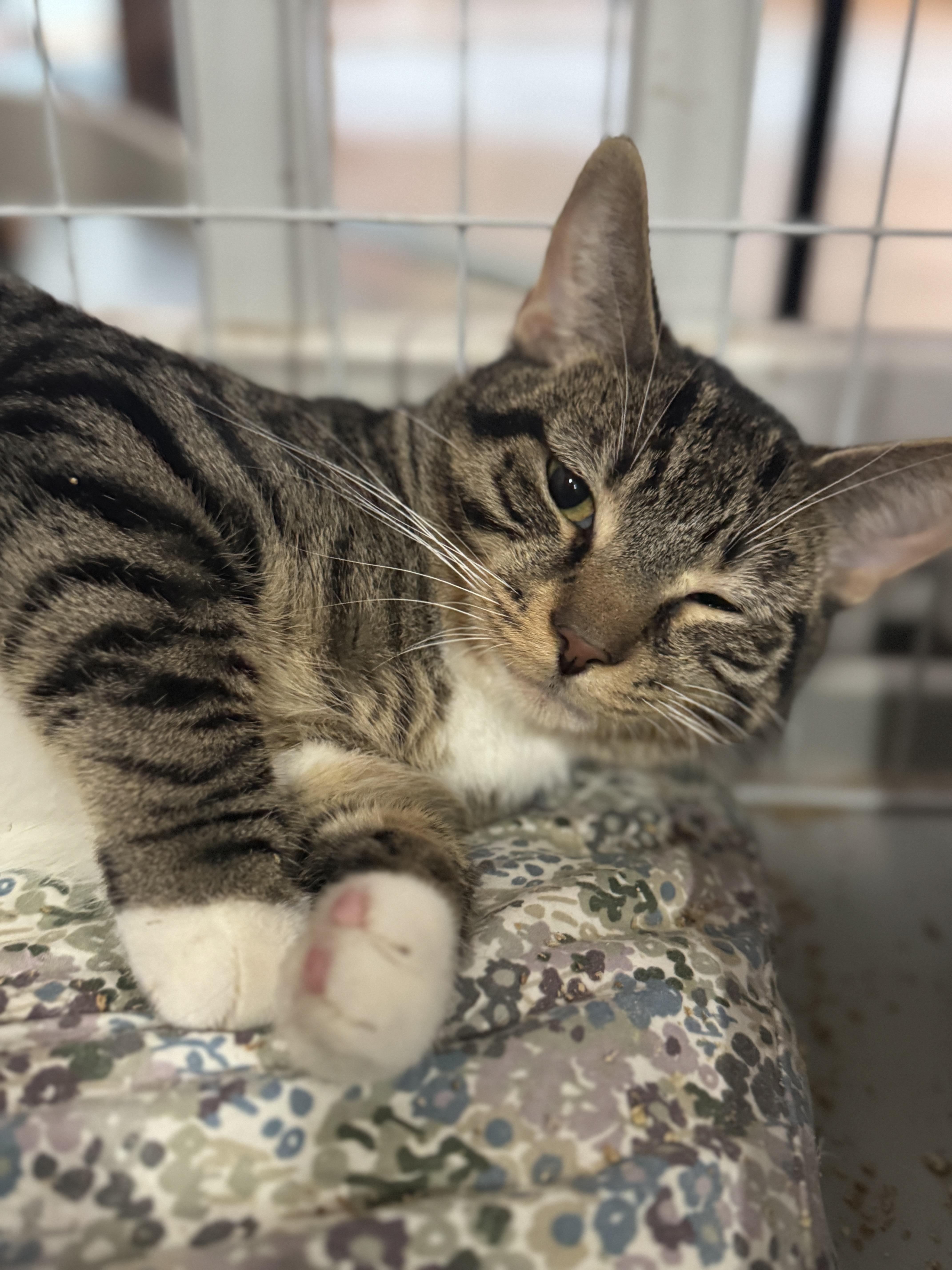 Scheffler thumbnail 2