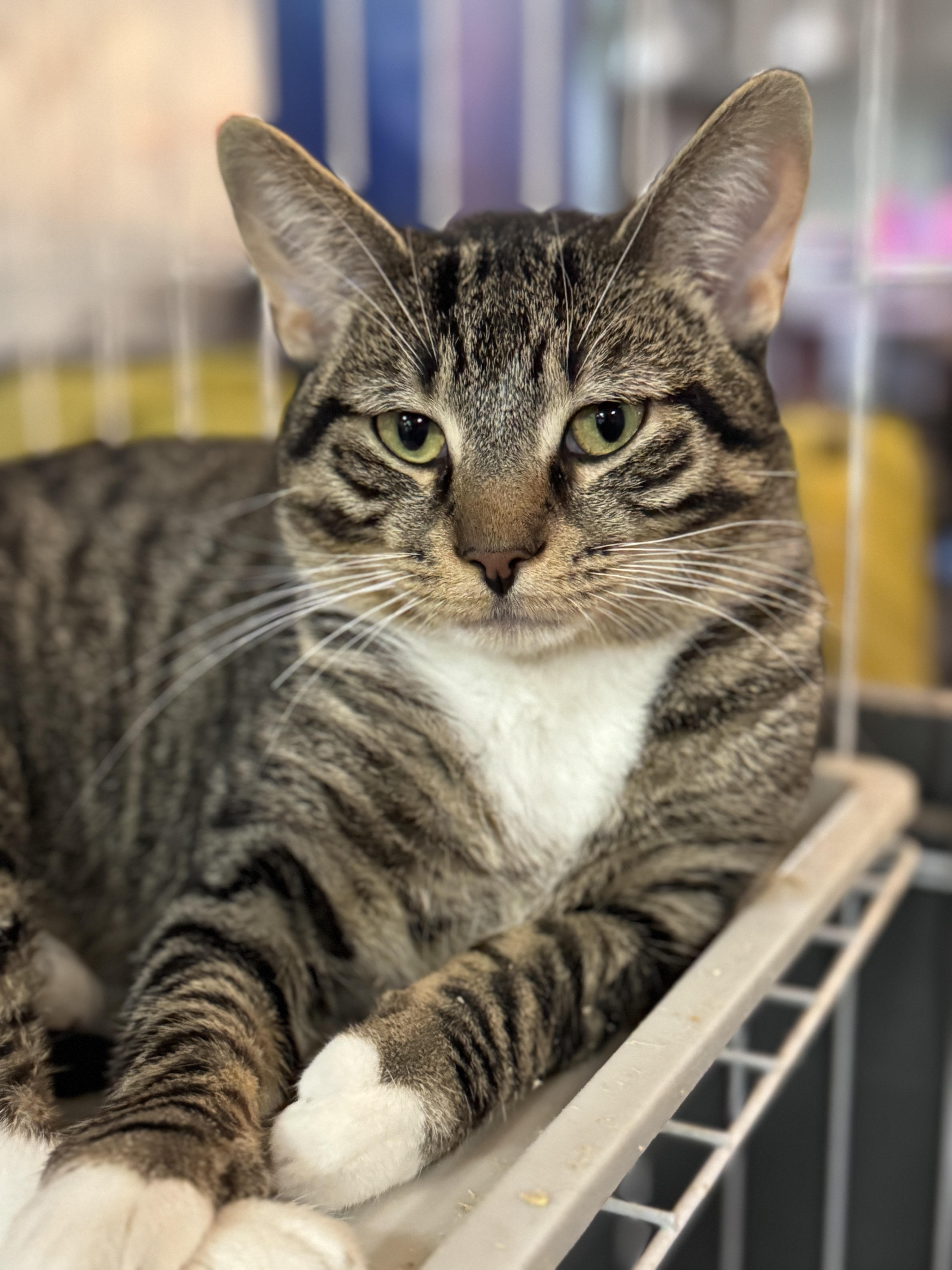 Scheffler thumbnail 3