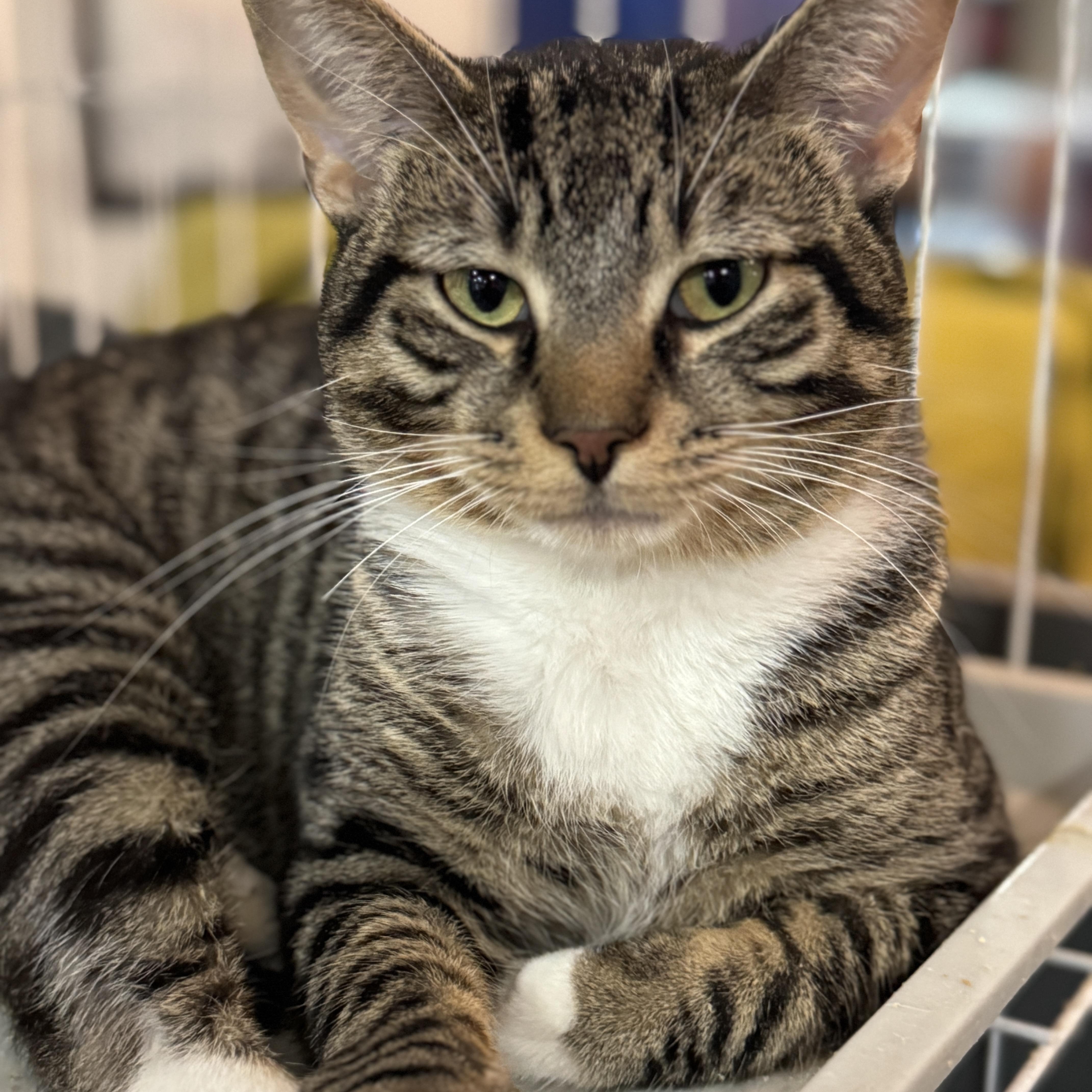 Scheffler thumbnail 4