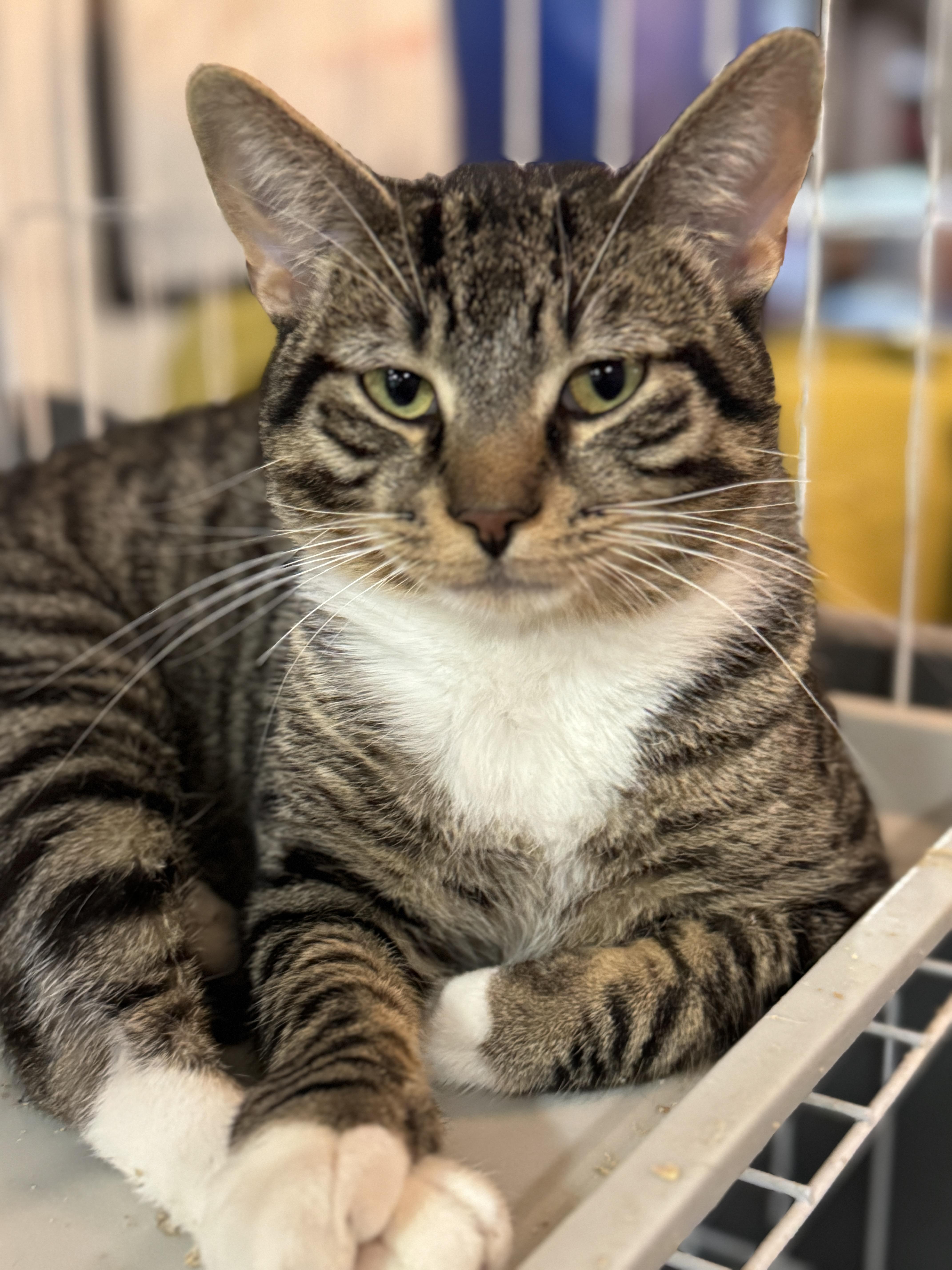 Scheffler thumbnail 5