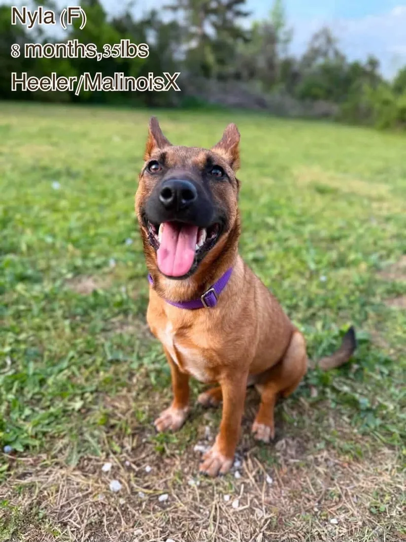 An adult medium-sized female Australian Cattle Dog / Blue Heeler dog named Nyla for adoption in Pomfret Center, CT