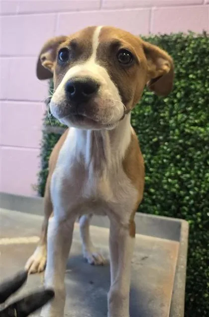 A baby small-sized male Apricot / Beige Mixed Breed dog named 61111560 for adoption in El Paso, TX