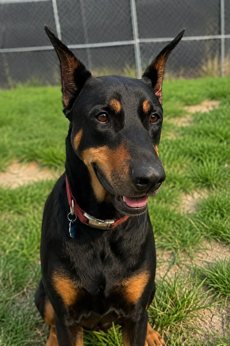 An adult large-sized male Doberman Pinscher dog named Ode for adoption in Thomasville, NC