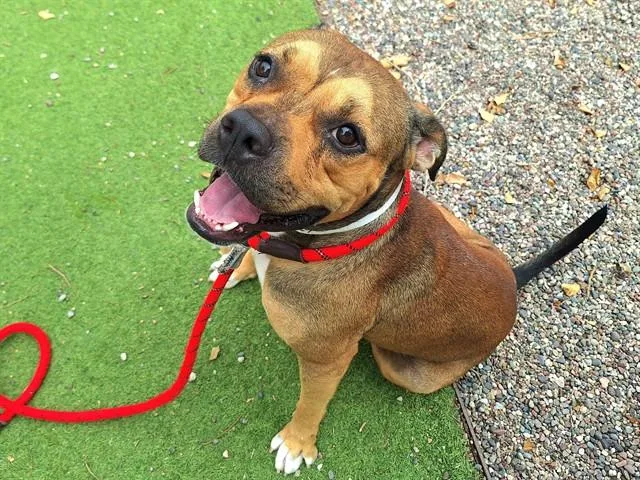A young large-sized male Pit Bull Terrier dog named Danny Devito for adoption in Phoenix, AZ