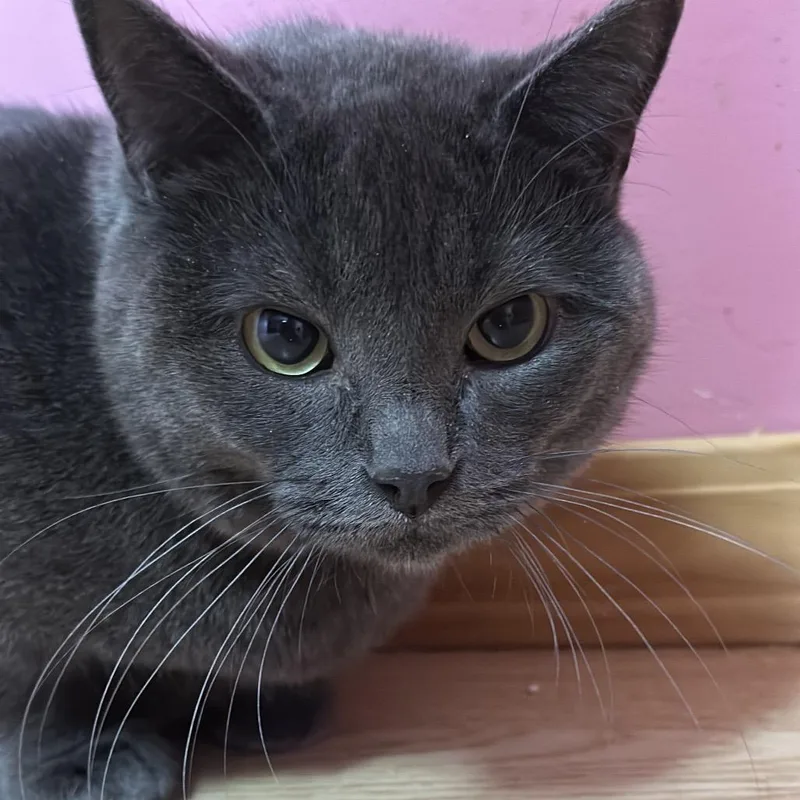 Nebula Gratiot thumbnail 2