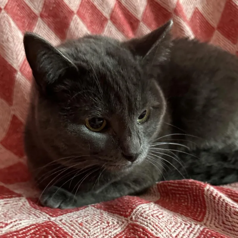 Nebula Gratiot thumbnail 3