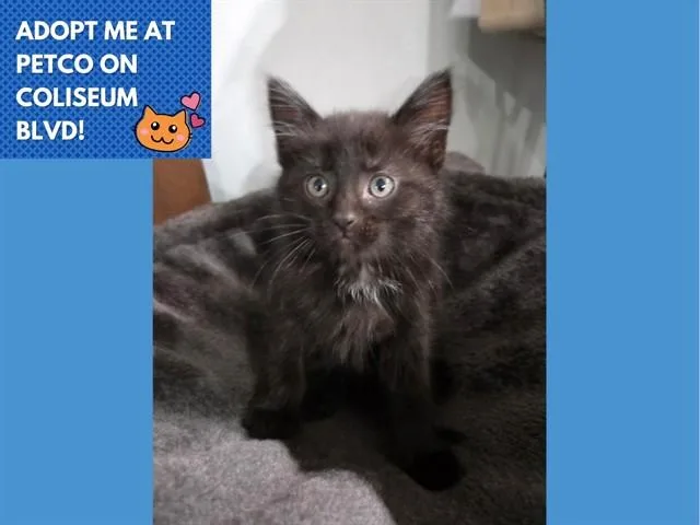A baby small-sized female Domestic Short Hair cat named Houdini for adoption in Fort Wayne, IN